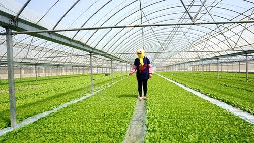  王跃芹：我也是一名烟草人