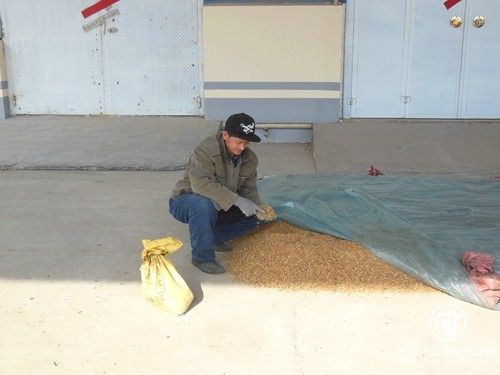  种烟圆了我的“小康梦”