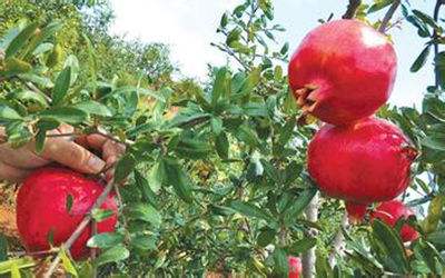 “中国石榴之乡”峄城石榴产品上榜“好品山东”