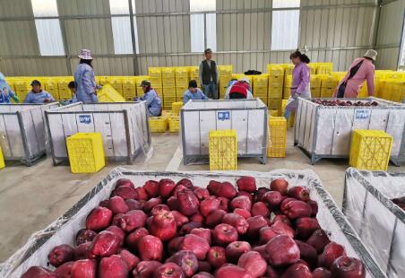 “十四五”公共型农产品冷链物流发展规划发布