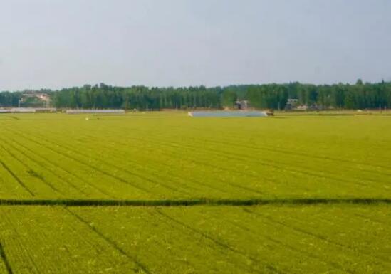 辽宁省九方面发力夯实农业强省基础