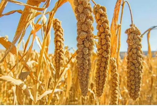 山西：打造全国杂粮科技创新和良种供应基地