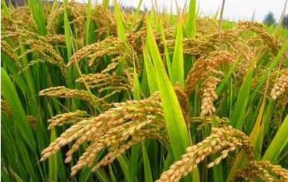 我国农业植物新品种权申请量超5万件 连续五年位居世界第一