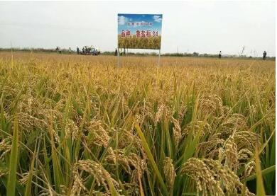 发展1亿亩耐盐碱水稻 年增粮300亿公斤