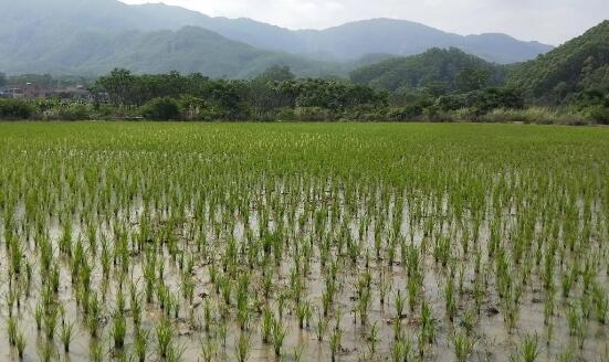 明确“向水要地”实施方案 四川将稳妥有序推进垦造水田