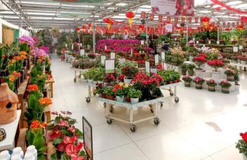 物流和互联网发展推动花卉消费升级