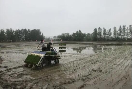 安徽省加快提升水稻机械化种植水平