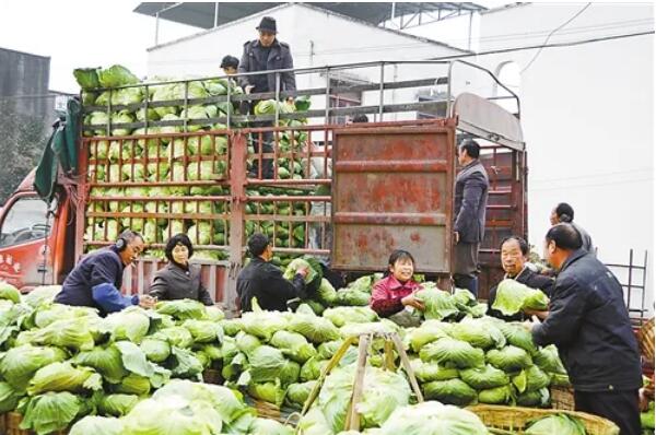 农业农村部：打通蔬菜运销“最后一公里”