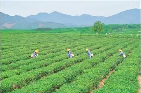 海南省出台若干举措提升垦地产业融合发展水平