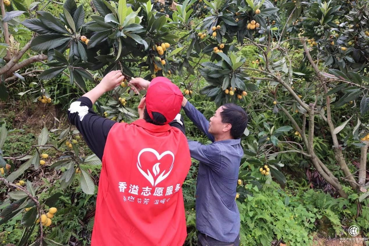  泰顺县烟草专卖局（分公司）“香溢”志愿服务队助农采摘枇杷