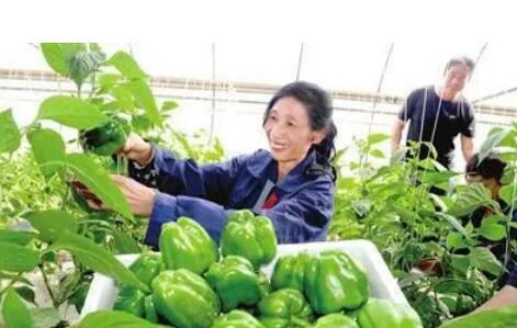 让种业装上更多“中国芯”——记天津蔬菜种业自主创新之路