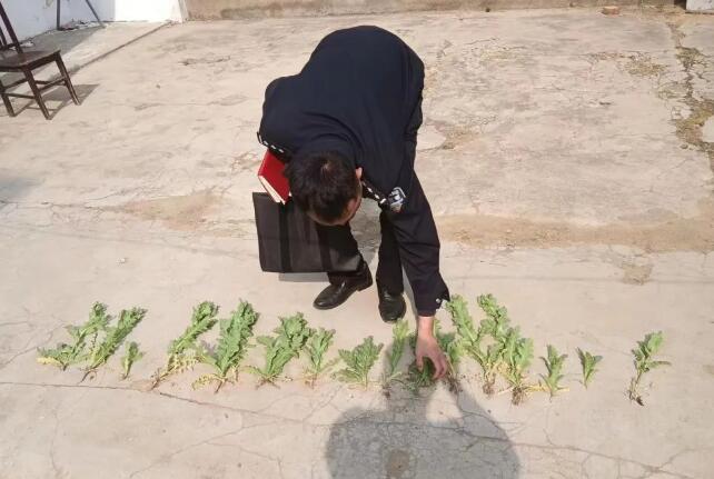 非法种植罂粟等毒品原植物，严查！