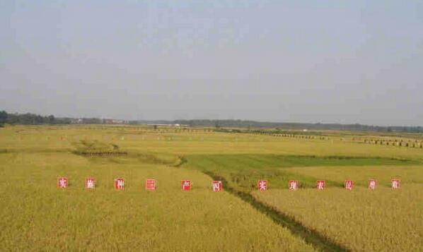 河南出台“中原农谷”建设方案 打造千亿级种业和粮食产业集群