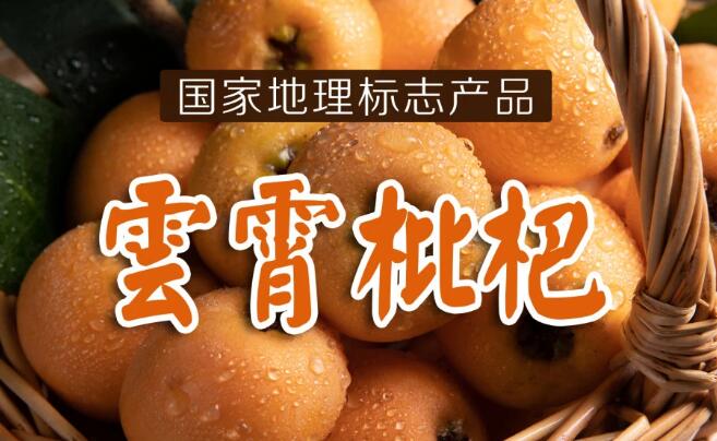 云霄枇杷”产于“中国枇杷之乡”