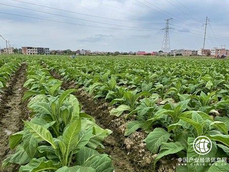  湖南安仁：创新“金叶”发展模式为乡村振兴“注能加速”