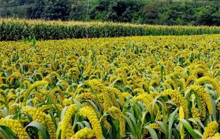 今年河北省谷子种植面积将达195万亩