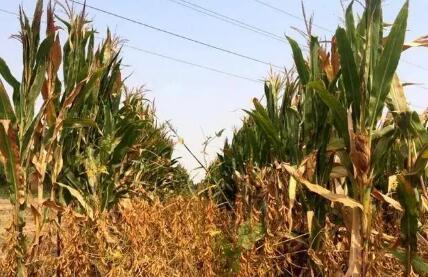 天津鼓励扩大油料作物种植面积 年内总播种面积8.5万亩