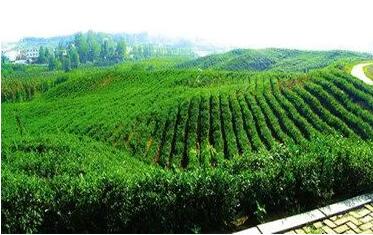 陕西现有茶园298万亩 年产量12万吨 产值212亿元