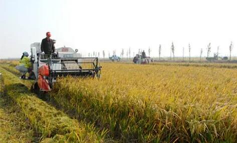 中央财政向实际种粮农民发放一次性补贴100亿元