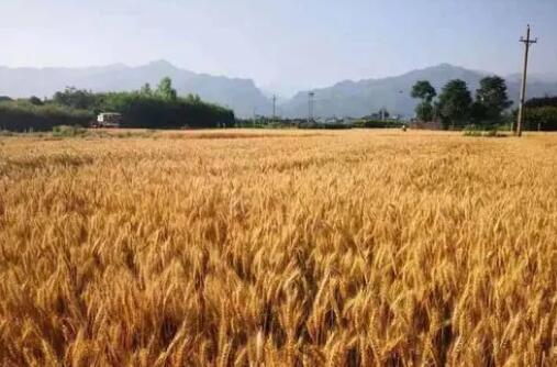 我国夏收油料作物喜获丰收 单产有望创历史新高