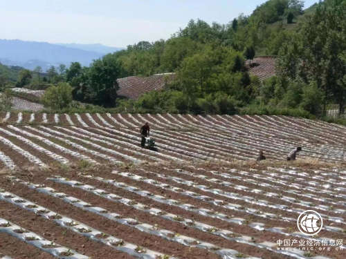 河南卢氏：种烟圆我“小康”梦