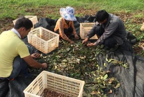 小坚果铺就乡村致富路 今年以来云南出口坚果近4千吨