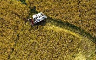 全国夏收油菜籽产销两旺——油菜产能提升成效初显