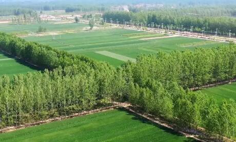 国家林草局等三部门加强农田防护林建设管理