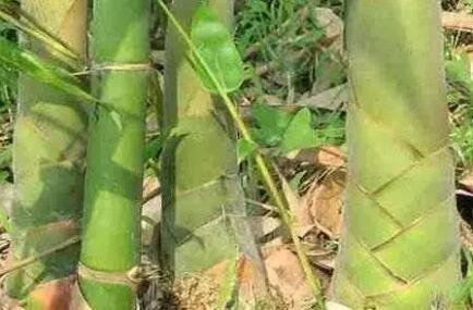 重庆“麻竹之乡”走向繁盛