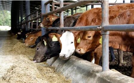 广西牛羊产业持续快速发展