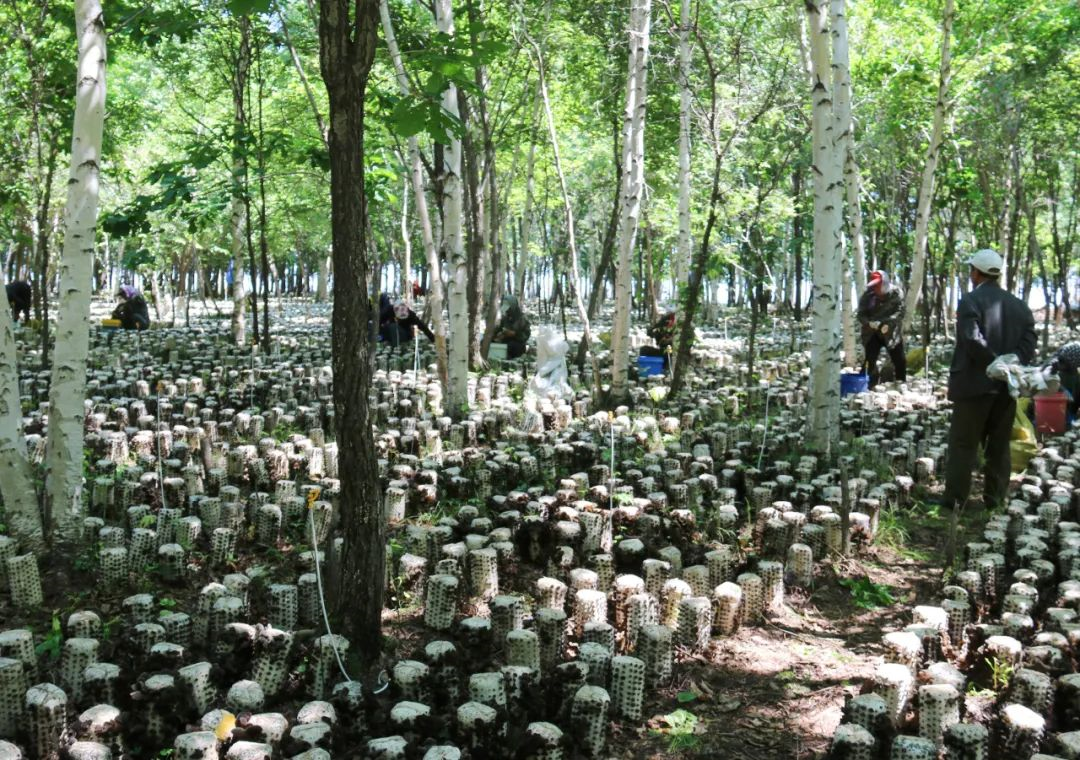 北大荒农垦集团有限公司绥化分公司强品牌、重塑“链”以高质量党建赋能企业高质量发展