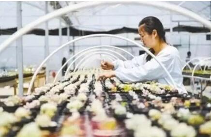 浙江已累计培育农创客超3万名