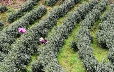 贵州雷山：“六个一”产业提升行动助推乡村振兴