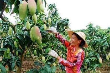 广西发力水果产业高质量发展