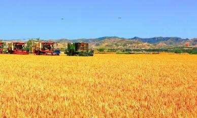 762.61亿斤，全国第一！2022年河南夏粮总产量正式公布