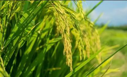 水稻“蓝色革命”：上海产节水抗旱稻减少稻田温室气体排放