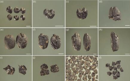 距今约2700年 江苏沿海地区首次发现麦类遗存