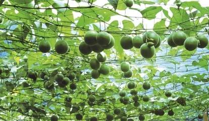 广西提升打造精品特色农业产业