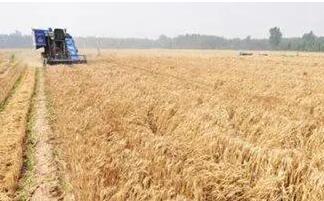 湖北夏粮夏油“三连增”，创历史最高水平