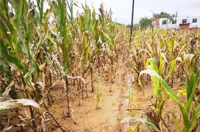 当前高温干旱对农业影响多大？未来趋势如何？专家解读