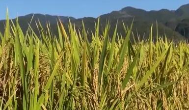 农业农村部：秋粮生长进入关键期 全力以赴抗高温夺取丰收保卫战