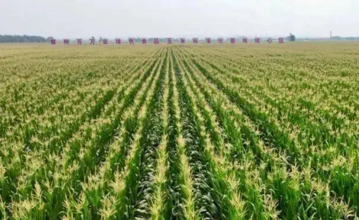 秋粮生产进入中后期 多举措稳产保丰收