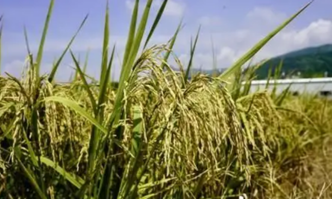 全国早稻产量数据出炉 福建单产第一