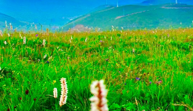 第一批“红色草原”名单公布 共12处