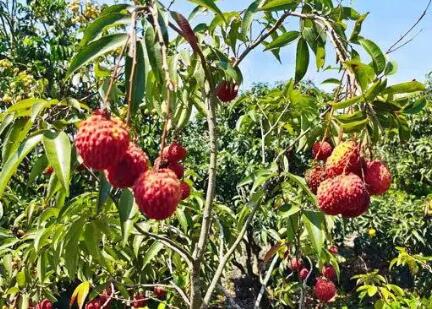 海南共有116个地理标志产品 助推乡村振兴成效进一步显现