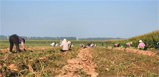 百亩地瓜喜获丰收 山东济宁高新区黄屯街道“三秋生产”有序进行