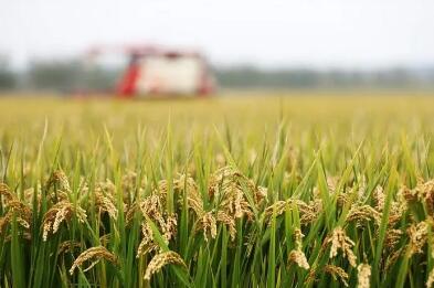 目前全国秋粮收获近两成 大面积收获将陆续展开