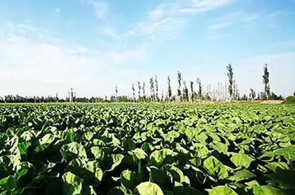 云南高原特色农业迈上新台阶