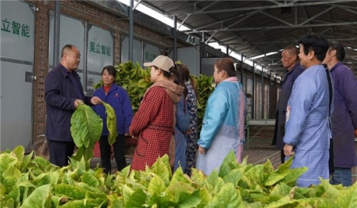 陕西咸阳：职业烟农为乡村振兴添活力