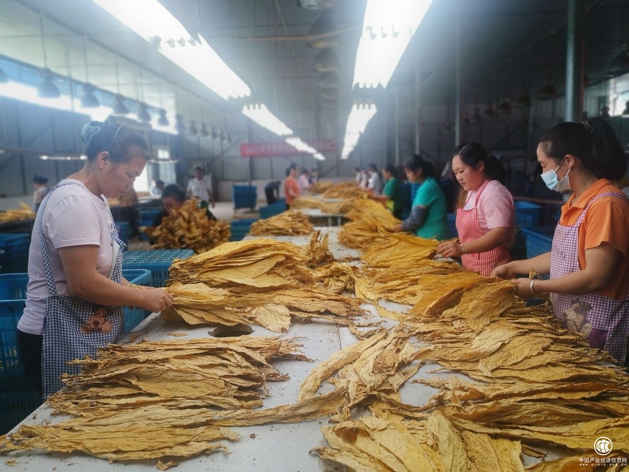 广西河池市南丹县圆满完成2022年烤烟收购工作